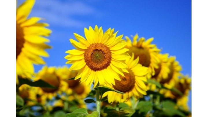 お盆休みのお知らせ